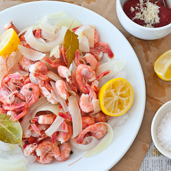 Maine Shrimp