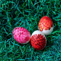 Eggs