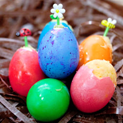 Cupcake in Egg Shell