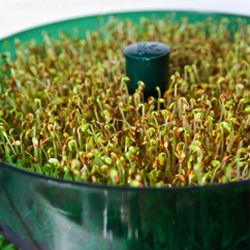Sprouting sprouts