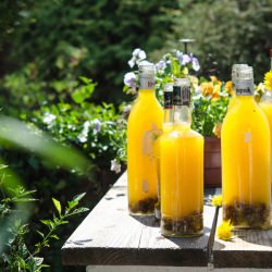 Dandelion Wine