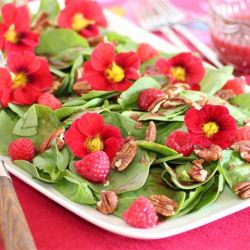 Summer Salad