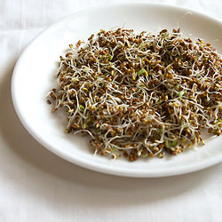 Alfalfa Sprouts