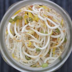 bean sprouts