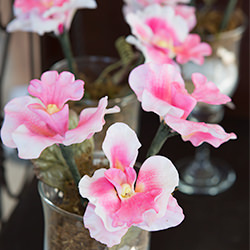 Sydney’s Orchids