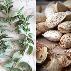 Oregano Almond Pesto