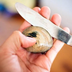 How to Open Clams