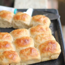 Whole Wheat Bread Rolls