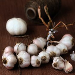 The Health Benefits of Garlic
