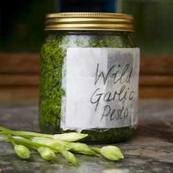 Wild Garlic & Hazelnut Pesto