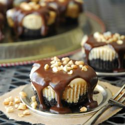 Mini Peanut Butter Cheesecake