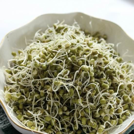 How to grow sprouts