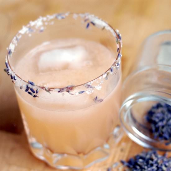 Lavender Paloma