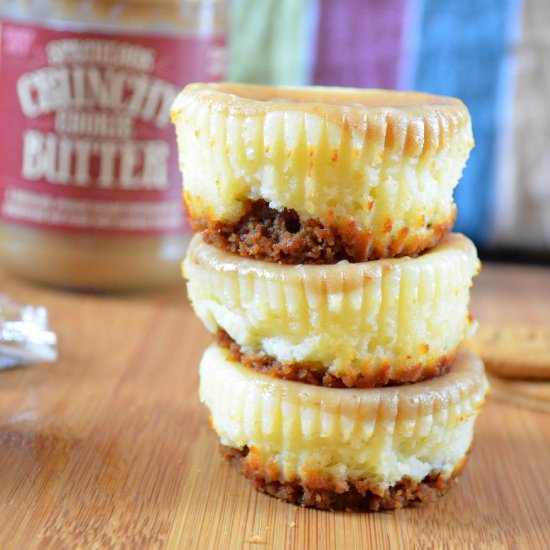 Speculoos Cheesecake Cupcakes