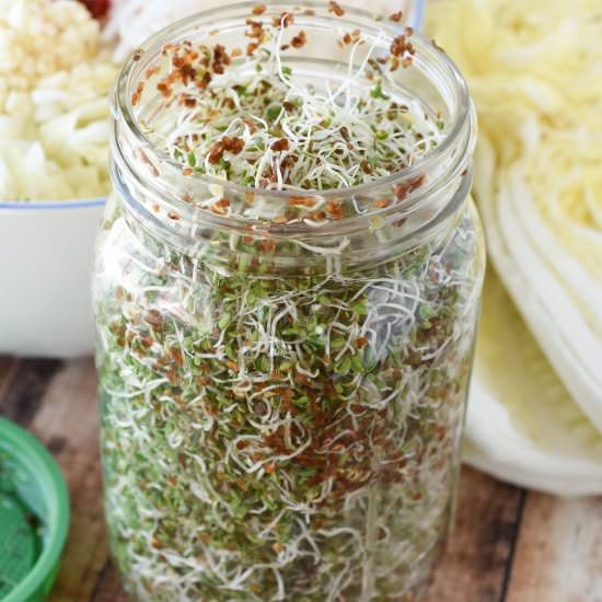 How To Grown Your Own Sprouts