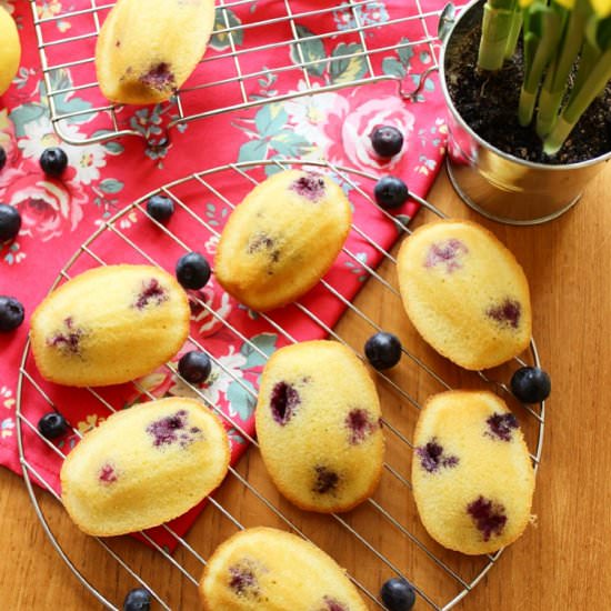 Lemon Blueberry Madeleines