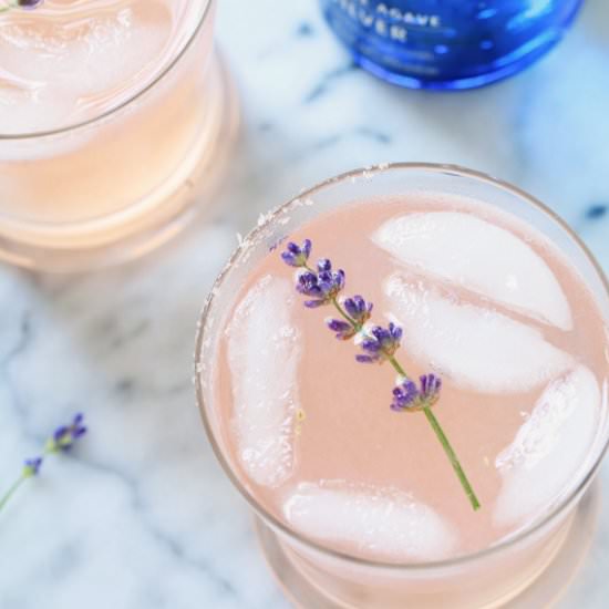 Lavender Paloma