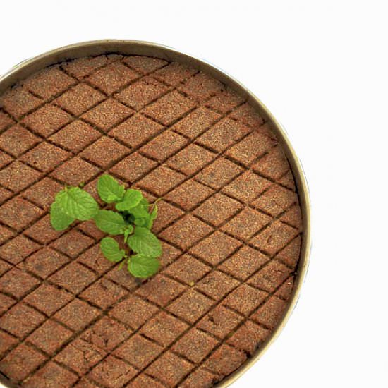 Pumpkin Kibbeh in a Tray