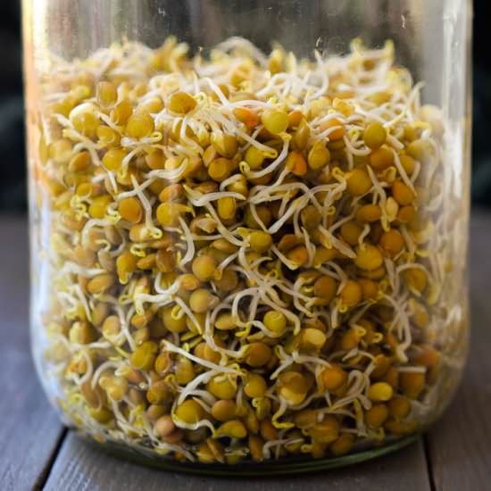 How to Sprout Lentils