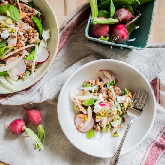 fennel spelt salad