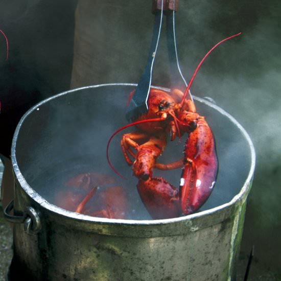 Lobster Cookout