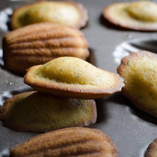 Rosemary Olive Oil Madeleines