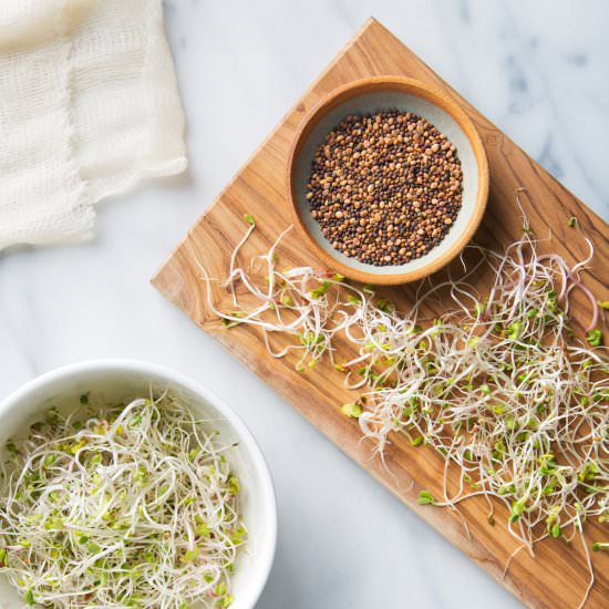 How to Grow Sprouts
