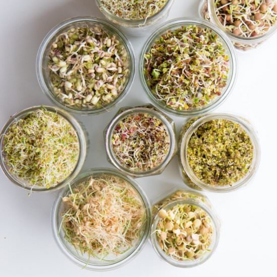 Sprouting 101