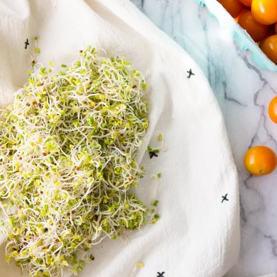 How to Grow Your Own Sprouts