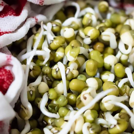 Mung Bean Sprouts
