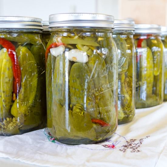 Spicy Garlic Dill Pickles