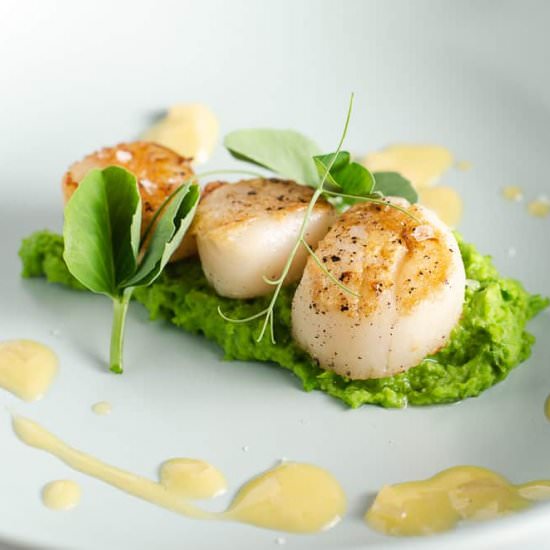 SEARED SCALLOPS WITH PEA PUREE