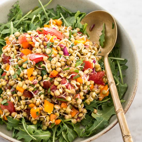 Raw Sprouted Lentil Chili