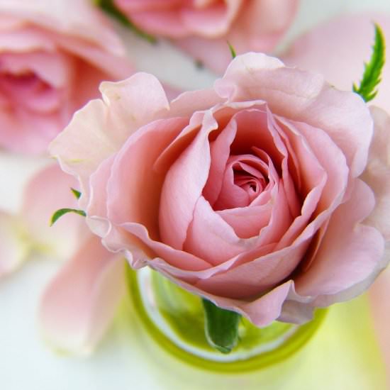 Rose Infused Honey