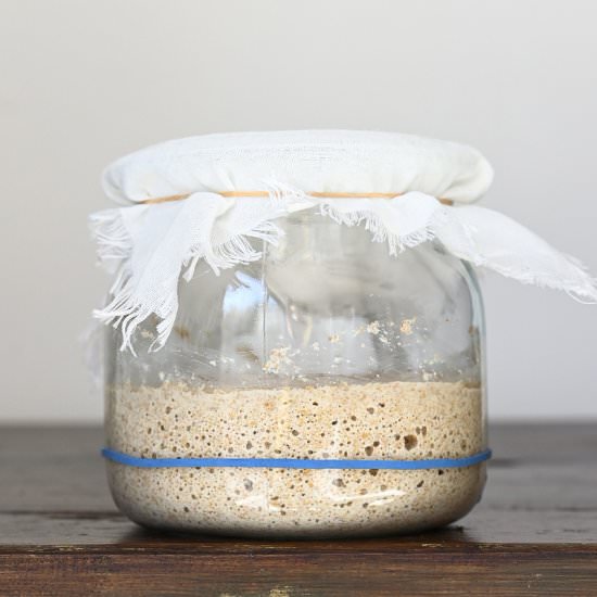 Sourdough starter
