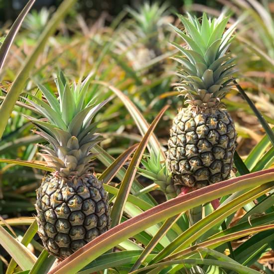 How to Cut a Fresh Pineapple