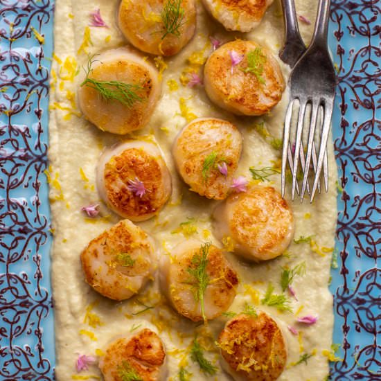Seared Scallops with Fennel Puree