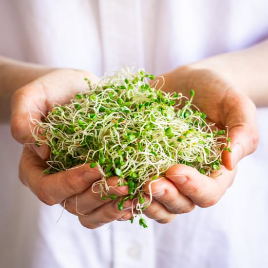 How to Grow Alfalfa Sprouts