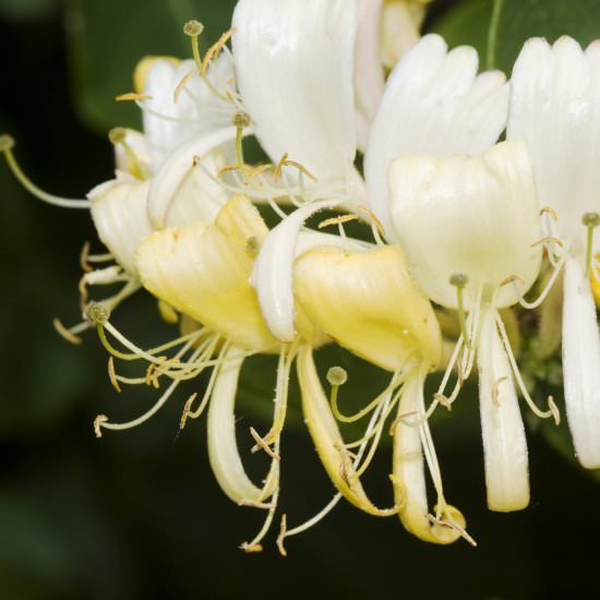Honeysuckle Syrup