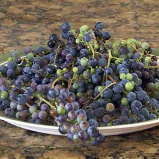 Wild Grape Juice