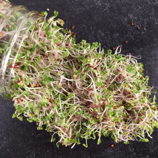 How to Sprout Broccoli Seeds