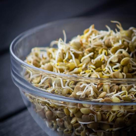 Sprouted Lentils