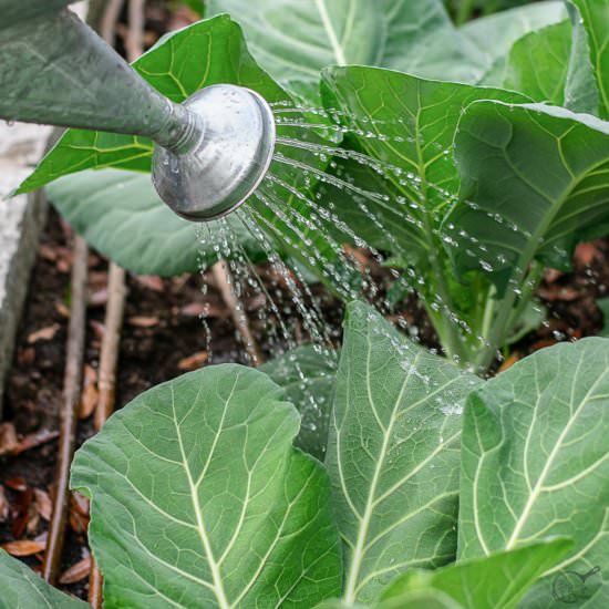 How to Cut and Clean Collard Greens