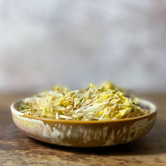 Grow your own bean sprouts!