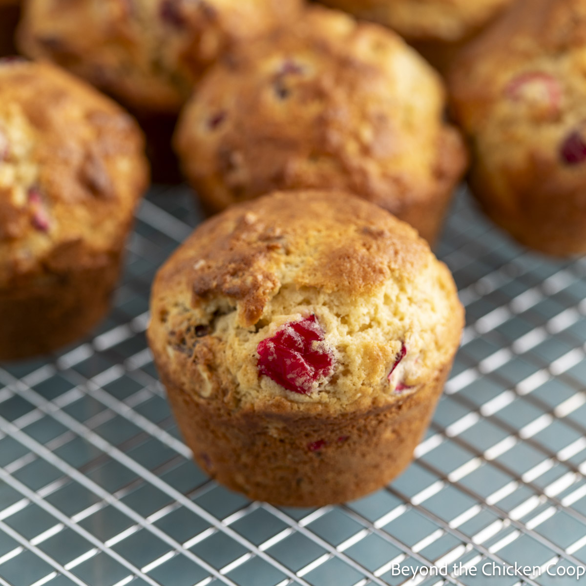 Cranberry Nut Muffins